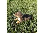 Wren, Terrier (unknown Type, Medium) For Adoption In Ocala, Florida