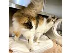 Poochie, Domestic Longhair For Adoption In Richmond, Virginia