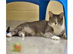 Wonder Vision, Domestic Shorthair For Adoption In Columbia, Illinois