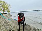 Cooper, Labrador Retriever For Adoption In Gig Harbor, Washington