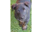 Baby Comet, Terrier (unknown Type, Medium) For Adoption In Miami, Florida
