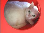 Pearl, Domestic Shorthair For Adoption In Albuquerque, New Mexico