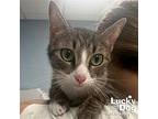 Olivia, Domestic Shorthair For Adoption In Washington, District Of Columbia