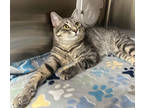Bruno, Domestic Shorthair For Adoption In Blackwood, New Jersey