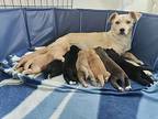 Honey, Jack Russell Terrier For Adoption In Escondido, California