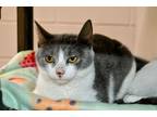 Jeal, Domestic Shorthair For Adoption In Georgetown, Delaware