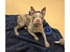 Fenty, Boston Terrier For Adoption In Bingham Farms, Michigan