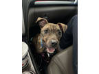 Willa, American Pit Bull Terrier For Adoption In Baton Rouge, Louisiana