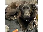 Remi, Labrador Retriever For Adoption In Plain City, Ohio