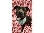 Stella, American Pit Bull Terrier For Adoption In Lafayette, Indiana
