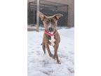 Arlowe, American Pit Bull Terrier For Adoption In Gillette, Wyoming