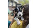 Skylar, Terrier (unknown Type, Medium) For Adoption In Minneapolis, Minnesota