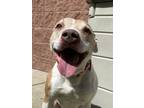 Sasha, American Pit Bull Terrier For Adoption In Valley View, Ohio