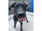 Fruit Loop, Labrador Retriever For Adoption In Germantown, Ohio