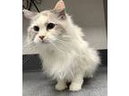 Missey * Bonded With Princess *, Domestic Longhair For Adoption In Sheboygan