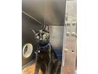 Maxie, Domestic Shorthair For Adoption In Lakewood, Colorado