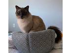 Greyson, Siamese For Adoption In Richardson, Texas