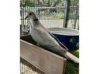 Nightguard, Dove For Adoption In Novato, California