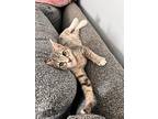 Tara, Egyptian Mau For Adoption In Manchester, New Hampshire