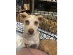 Linguini, Jack Russell Terrier For Adoption In Santa Rosa, California