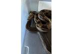 Medusa, Snake For Adoption In Hinckley, Illinois