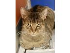 Smirnoff, Domestic Shorthair For Adoption In Philadelphia, Pennsylvania