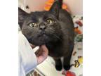 Olive, Domestic Shorthair For Adoption In Mt. Pleasant, Michigan