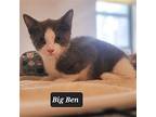 Big Ben, American Shorthair For Adoption In Flushing, New York