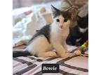 Bowie, American Shorthair For Adoption In Flushing, New York