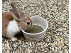Peter Rabbit, Dutch For Adoption In Sacramento, California