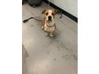 Oscar Mayer, American Pit Bull Terrier For Adoption In Sacramento, California