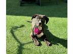 Pebbles, American Pit Bull Terrier For Adoption In Los Angeles, California