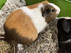 Jelly 2, Guinea Pig For Adoption In Frederick, Maryland