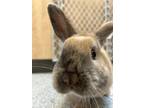 Hashbrown, Other/unknown For Adoption In Guelph, Ontario