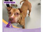 Pumpkin, American Pit Bull Terrier For Adoption In Eighty Four, Pennsylvania