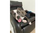 Pablo, American Staffordshire Terrier For Adoption In Norristown, Pennsylvania