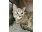Chachi - $30 Adoption Fee And Free Gift Bag, Domestic Shorthair For Adoption In