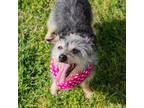Sparky, Terrier (unknown Type, Small) For Adoption In Waco, Texas