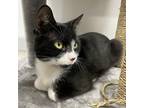 Dominique, Domestic Shorthair For Adoption In Kingston, Ontario