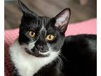 Swifty [cp], Domestic Shorthair For Adoption In Oakland, California