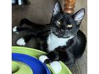 Travis [cp], Domestic Shorthair For Adoption In Oakland, California