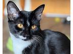 Taylor [cp], Domestic Shorthair For Adoption In Oakland, California