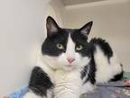 Josephine, Domestic Shorthair For Adoption In Augusta, Maine