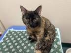 Simone, Domestic Shorthair For Adoption In Oshkosh, Wisconsin