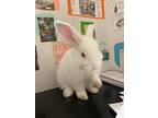 Poots, Lop-eared For Adoption In Latrobe, Pennsylvania