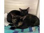 Banana, Domestic Shorthair For Adoption In Baltimore, Maryland
