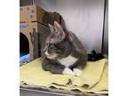 Fiona, Domestic Shorthair For Adoption In Fort St. John, British Columbia