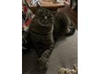 Timtim, Domestic Shorthair For Adoption In Montreal, Quebec