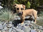 Skamp, Dachshund For Adoption In Thousand Oaks, California
