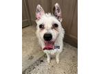 Starry, Westie, West Highland White Terrier For Adoption In Thousand Oaks